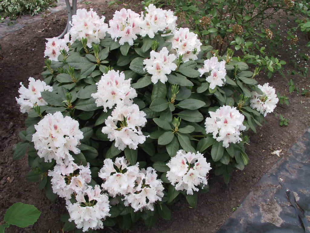 Rhododendron Progres 03.jpg